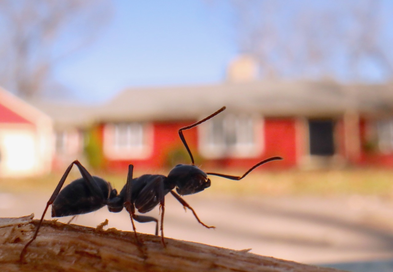 Ant outside my house